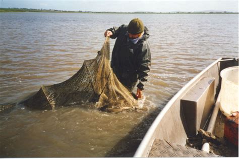 Eel Fishery - Seafood industry Victoria