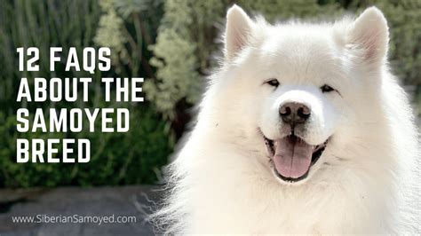 Frequently Asked Questions About the Samoyed Breed - The Samoyed