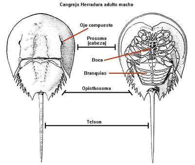 CHISPAS MULTICOLORES: Cangrejo herradura (limulus polyphemus)