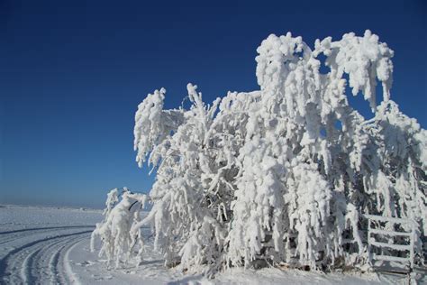 Hoar Frost Trees Gate Free Stock Photo - Public Domain Pictures