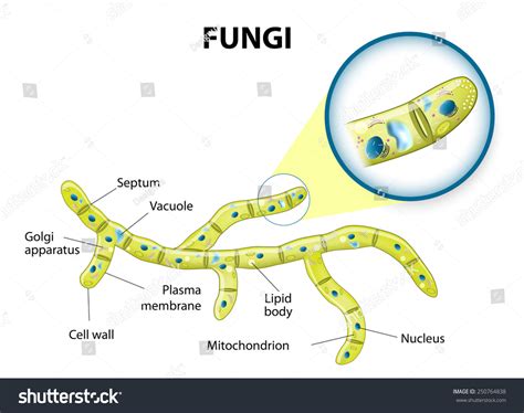 Typical fungi cell. Fungal Hyphae. Structure - Royalty Free Stock ...