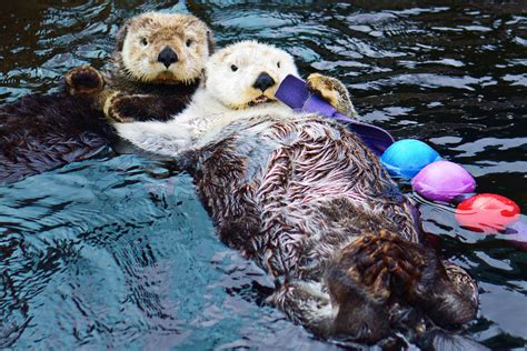 Sea Otters holding hands by koolguy on DeviantArt