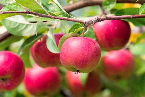 Red apples ready for harvest - Pinecone Cottage Retreat