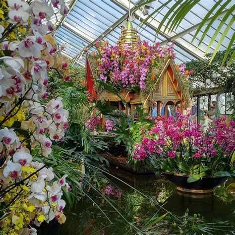 Just 14 Pictures Of The Kew Gardens Orchids Festival Looking On Point ...