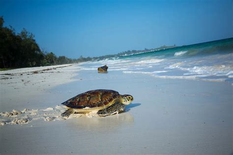 The Top 5 Watamu Beaches in Kenya, Destinations, and FAQs