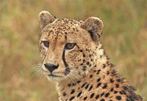 Royalty free cheetah photos | Pikist