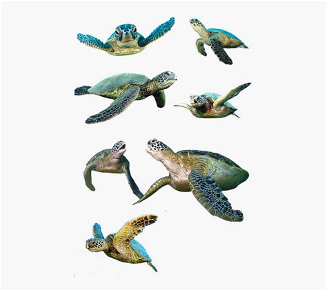 Baby Sea Turtle Png , Free Transparent Clipart - ClipartKey