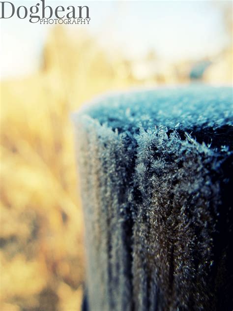 frost macro photography | Macro photography, Photography, Photography tips