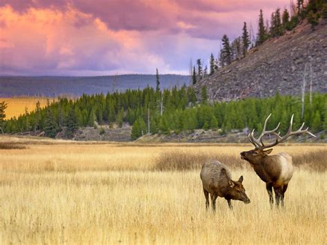 20 Amazing Wildlife Photos in Yellowstone National Park | Yellowstone ...