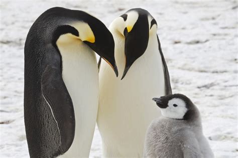 Four new emperor penguin colonies spotted in Antarctica by scientists ...