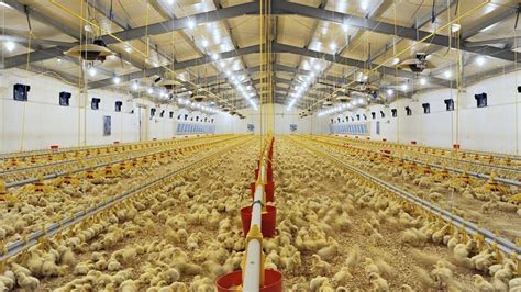 What Is Chicken Factory Farm? Sad Horrific Details Revealed