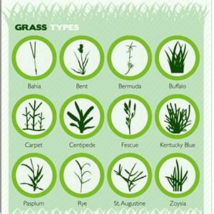 Grass Types: Which One Is Right For You | Fairway Lawns