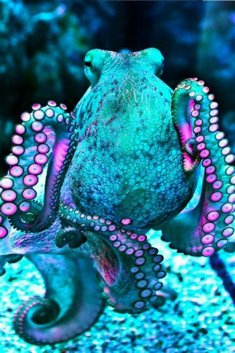 Octopus Wallpapers - Top Free Octopus Backgrounds - WallpaperAccess