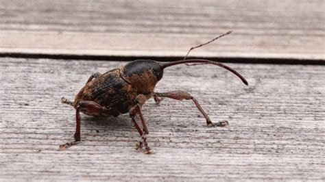 Acorn Weevil | MarkEisingBirding