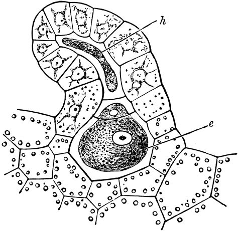 Archegonium of Bracken | ClipArt ETC