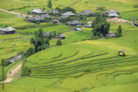 The beautiful rice paddy field during the trip from HANOI to SAPA ...