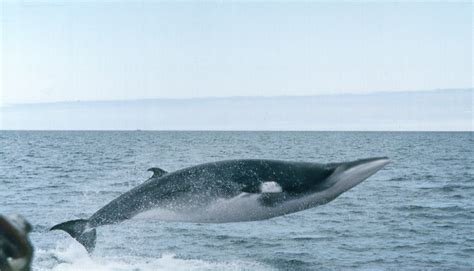 Minke whale - Polarpedia