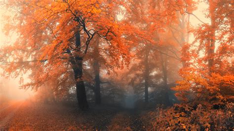 1920x1080 forest, fog, trees, Autumn - Coolwallpapers.me!