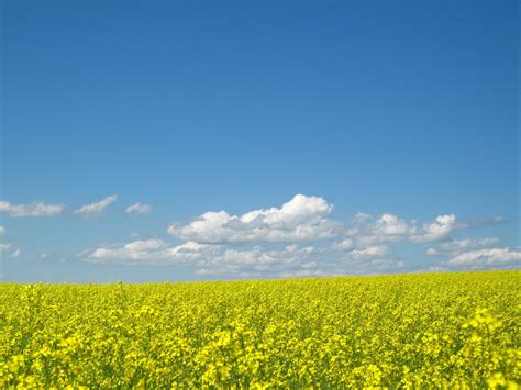 Yellow Canola Field Wallpapers - Wallpaper Cave