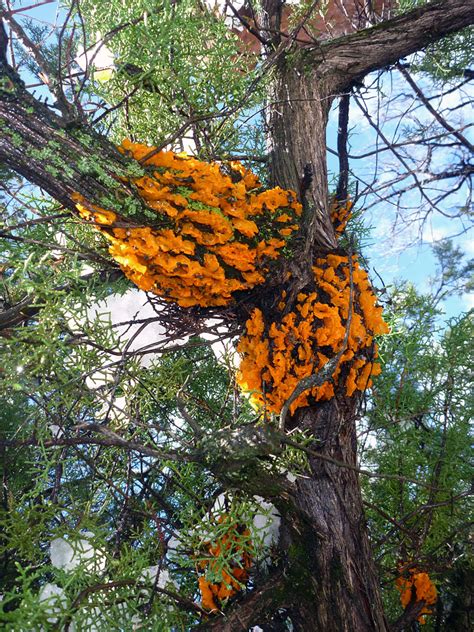 Orange fungus: Fay Canyon Trail, Sedona, Arizona