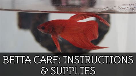 BETTA FISH CARE GUIDE: Aquarium Setup & Supplies