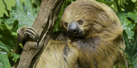 Two-toed sloth | Smithsonian's National Zoo and Conservation Biology ...