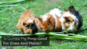 Can You Use Guinea Pig Poop As Fertilizer In Your Garden?