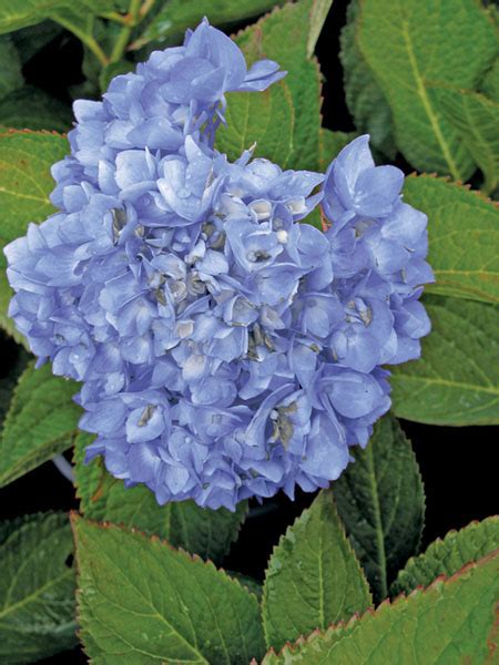 Hydrangea macrophylla ‘Bailmer’ | J.C. Bakker & Sons Ltd.