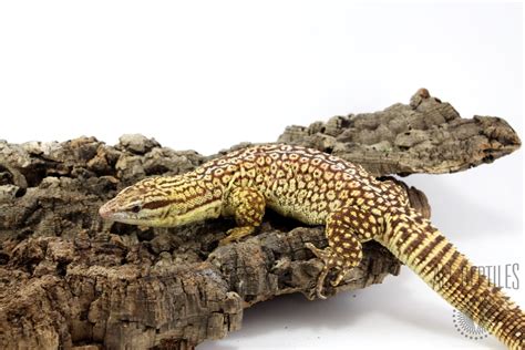 Yellow Ackie Monitor