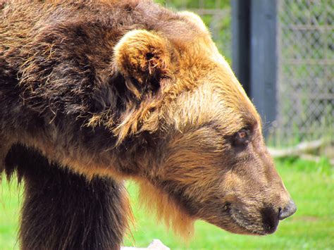 Wildlife at Yellowstone National Park | Nonstop from JFK