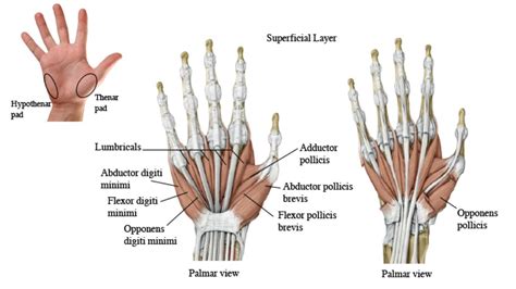 Muscles of the hand (palmar view) Diagram | Quizlet