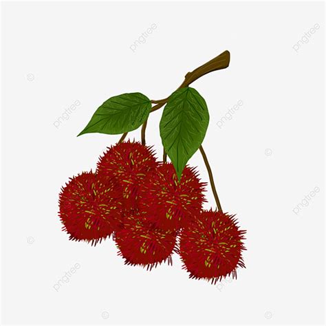 Rambutan Hd Transparent, The Sweet Rambutan, Red, Fruit, Fruit Clipart ...