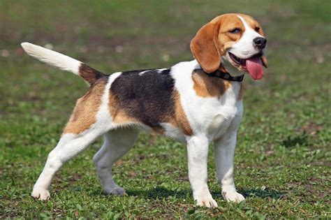 Meet the Beagle!