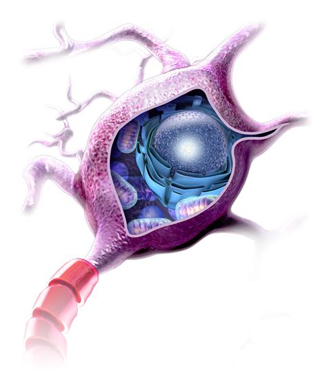 Nerve Cell Internal Structure - Portfolio - SayoStudio