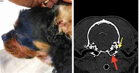 ear canal removal in dogs - michelgirad