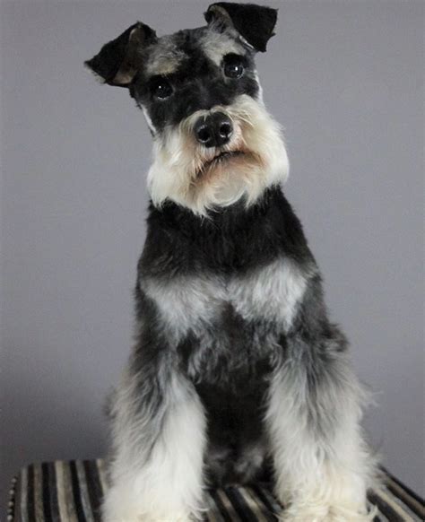 Photogenic Black and Silver Mini Schnauzer