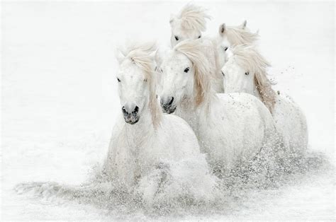 Six White Horses Photograph by Cheryl J Schneider - Pixels