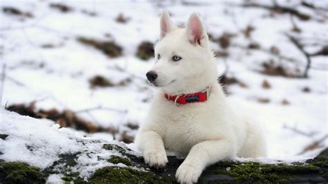 snow, puppy, husky, dog HD Wallpaper