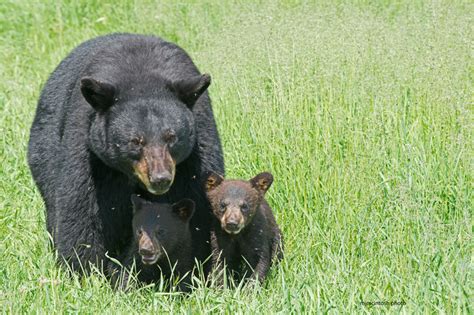 A Mother Bear and Her Cubs | Wise About Bears