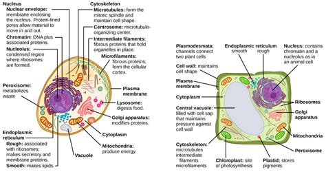 Plant Cell Diagram And Their Functions Cell Plant Cells Anim