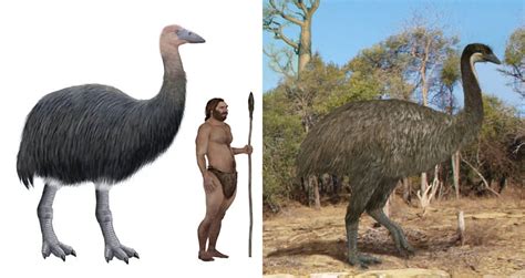 Meet The Elephant Bird, A Giant, Extinct Ostrich-Like Creature