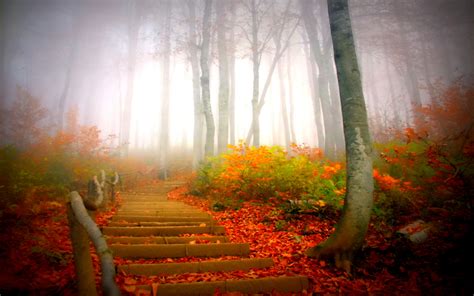 Autumn Fog Wallpapers - 1920x1200 - 559399