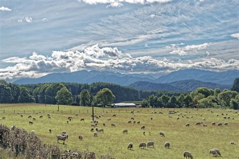 New Zealand wool market extends strong performance