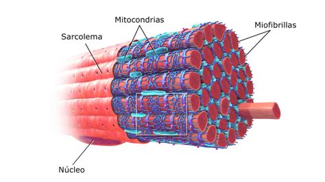 What are muscle knots? how to get rid of muscle knots : Physiosunit