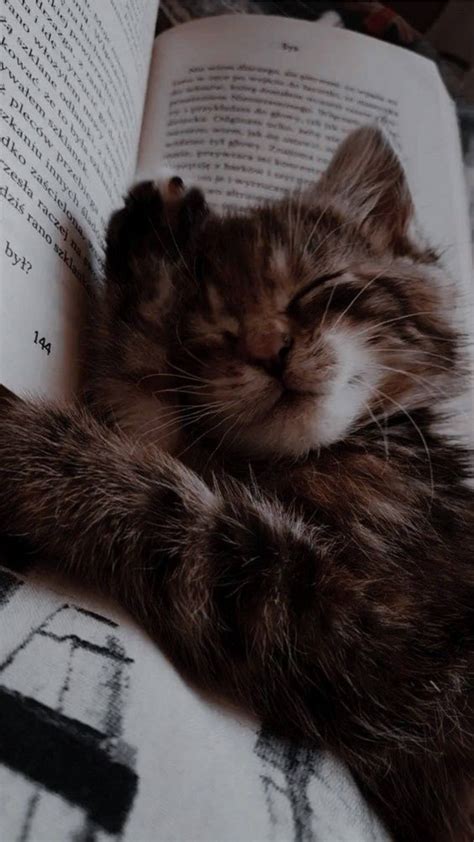 Download A Tranquil Moment - Cute Cat Aesthetically Sleeping on a Book ...