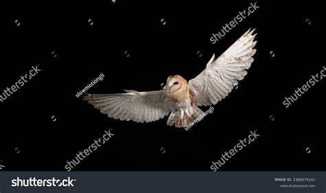 14,281 Owl Flying Night Images, Stock Photos, 3D objects, & Vectors ...