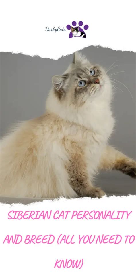 SIBERIAN CAT PERSONALITY AND BREED (ALL YOU NEED TO KNOW) - DorkyCats