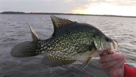 Florida Crappie Fishing Tips (Free Guides)