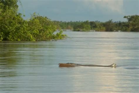 Irrawaddy Dolphin - Facts, Diet, Habitat & Pictures on Animalia.bio