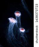 Chrysaora jellyfish close-up image - Free stock photo - Public Domain ...